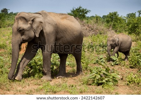Asian elephant, slon, Elephas maximus, sri lanka Royalty-Free Stock Photo #2422142607