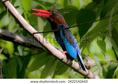 The bird is Kingfishers are common birds in tropical and subtropical regions. They are known for their bright blue and orange feathers and their long, thin bills. Kingfishers are predator