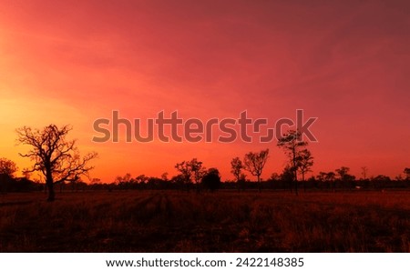 Amazing sunset and sunrise.Panorama silhouette tree on africa.Dark tree on open field dramatic sunrise.Safari theme