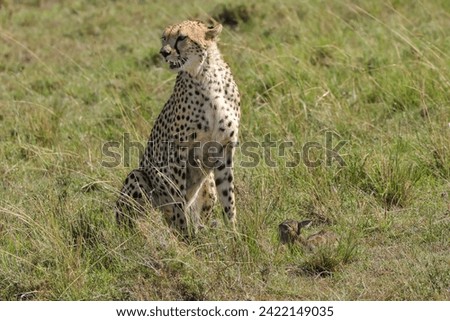 a cheetah caught a still living young thompson gazelle