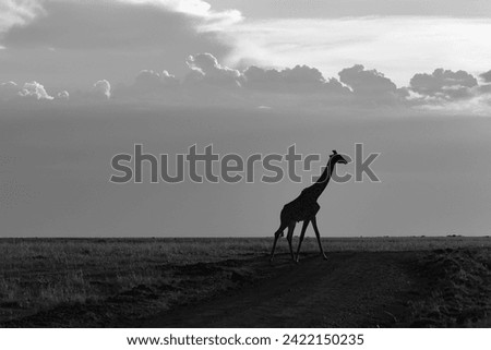 silhouette of a savannah crossing giraffe in black and white