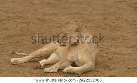 Lioness panthera leo lying on dirty red soil of African Bush in Erindi Game Reserve - Namibia