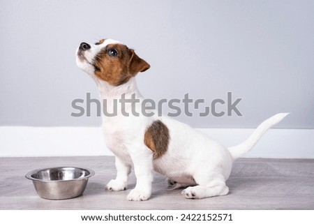 A funny little Jack Russell terrier puppy on the floor near an empty bowl. A puppy background for your product and text. Royalty-Free Stock Photo #2422152571