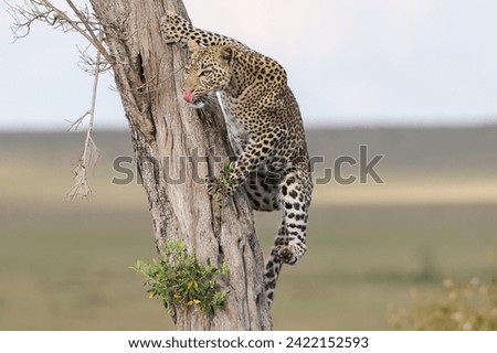 Leopard climbs a tree and licks its mouth