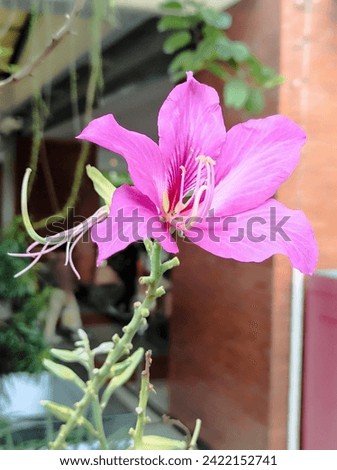 Bauhinia blakeana is commonly called the Hongkong orchid tree