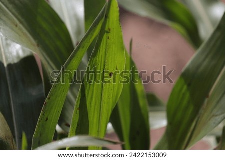 Leaf after spraying with a pesticide.