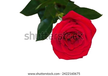 Red rose close up isolated on white background