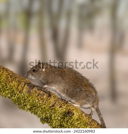 Giant kangaroo rat (Brown Rat)
The giant kangaroo rat, is the largest of over 20 species of kangaroo rats.
They lives on dry, sandy grasslands and digs burrows in loose soil. It lives in colonies.