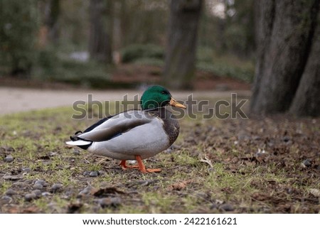 Mallard duck in the park