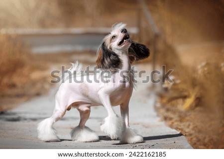 chinese crested dog playing fun autumn pet photo