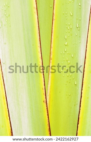 Yellow green banana palm leaf with Raindrops, textured leaves summer tropical plant as natural background. Aesthetic botanical biophilic texture, wild nature foliage scenery, selective focus, closeup 