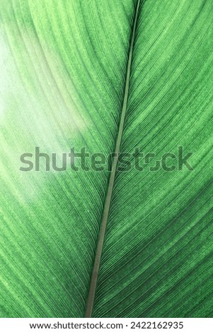 Macro texture Green palm leaf as natural background for design, abstract nature view. Detailed green tropical leaves with veins. Close up photo of fresh foliage. Abstract vivid colored nature pattern