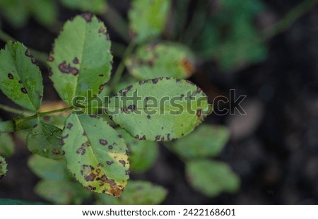 Black spot on rose leaves. Black spot is a fungal disease (Diplocarpon rosae) that affects roses. Royalty-Free Stock Photo #2422168601