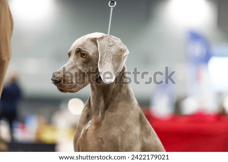 Weimaraner dog at dog show portrait of champion hunting breed Royalty-Free Stock Photo #2422179021