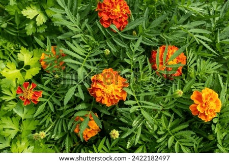French marigolds among green leaves. Tagetes flowers for publication, design, poster, calendar, post, screensaver, wallpaper, cover, website. High quality photography