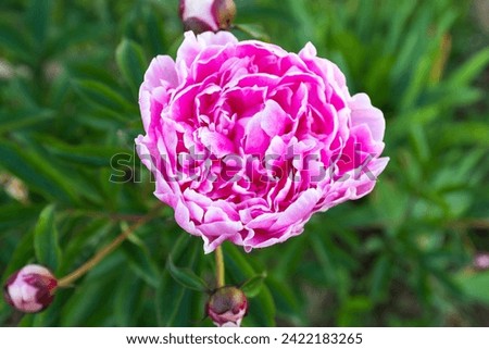 Top view blooming pink peony on blurred green background in the garden for poster, calendar, post, screensaver, wallpaper, postcard, banner, cover, website. High quality photography