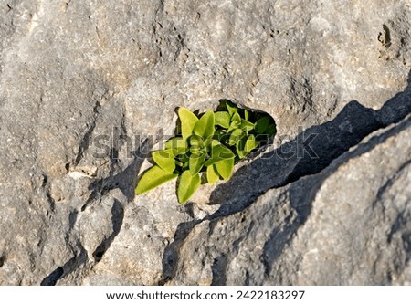 Leaves of a plant that grows in stone crevices on a rocky slope in the Eastern Mediterranean nature Royalty-Free Stock Photo #2422183297