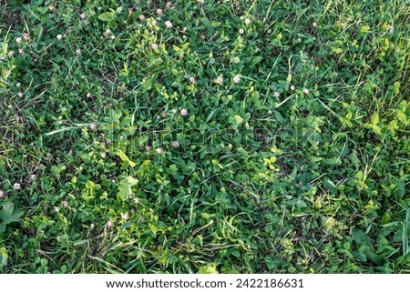 Clover flowers in a green grass. Natural background from a clovers for publication, design, poster, calendar, post, screensaver, wallpaper, cover, website. High quality photography