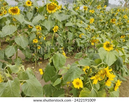 Sunflowers are blooming in the village garden