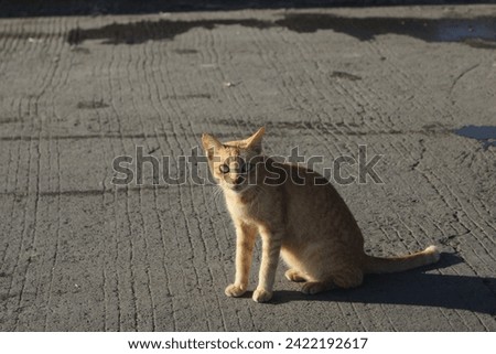 a cat that is orange stares into the camera very cutely