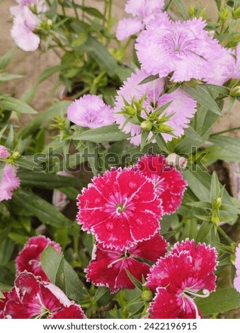 Pictures of different types of flower gardens. I sell to anyone who can buy.
