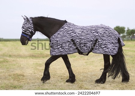 Friesian horse with fly-mask and fly-rug Royalty-Free Stock Photo #2422204697