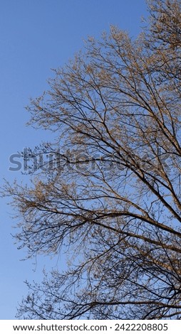 Openwork branches of a tree against a background of blue sky. Tree crown without leaves. The branches are thin, without leaves, openwork, wavy, black. Sky is blue. Piece of wood Royalty-Free Stock Photo #2422208805