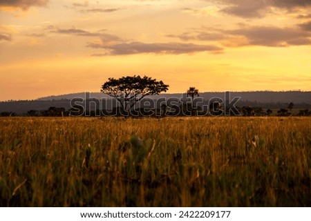 majestic view of savanna tree silhouette and palm tree during colorful sunset golden hour in Canaima National Park, Venezuela
