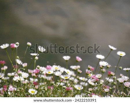 Pink and white daisies with blurred background. High quality photo