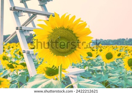 Beautiful field of blooming sunflowers in garden,Sunflower seeds,Sunflower field.