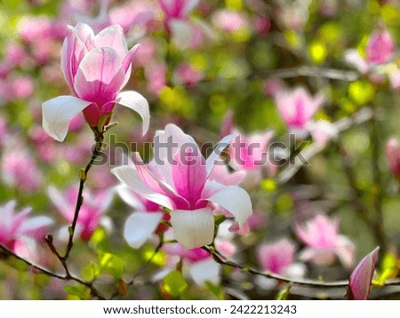 Magnolia flowers pink white blossom in the spring park.
