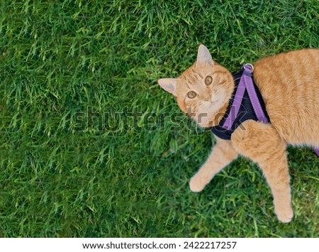 A beautiful ginger cat in a harness for walking outdoors lies on the lawn, looking straight. Pet photography, cat walking outside, sunny summer day, beautiful pet cat, space for copy
