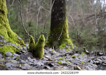 Green moss in the forest. Stock Photo. Moss overgrown forrest in spring time. Swampy picture with old tree trunks overgrown with green moss, swampy forest landscape. Royalty-Free Stock Photo #2422228199