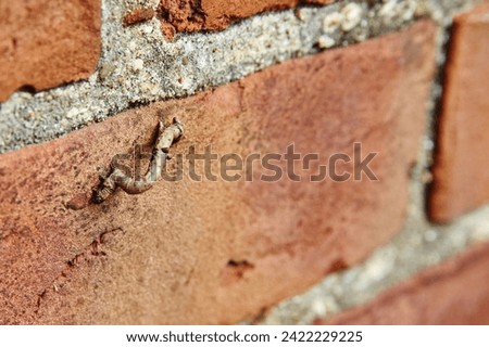 Inchworm Journey on Weathered Brick Wall, Close-Up Perspective Royalty-Free Stock Photo #2422229225
