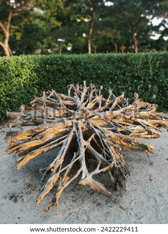 THE UPSIDE DOWN TREE ROOTS Royalty-Free Stock Photo #2422229411