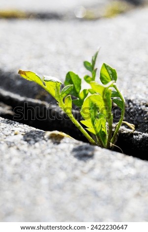 Green leaves of a plant grow from a crack in a tile, macro photo