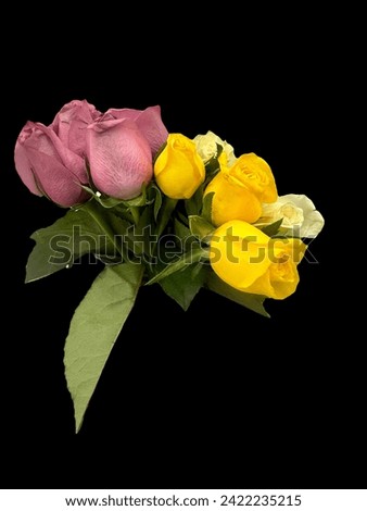 Stock of Natural artificial mixed colors pink Roses yellow rose dark pink  color beautiful Roses floral view love symbols valentines special  bouquet with green leafy background