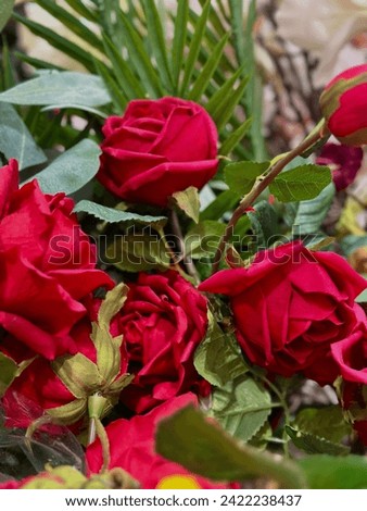 Stock of Natural Red Roses dark pink  color beautiful Roses floral view love symbols valentines special  bouquet with green leafy background