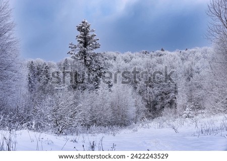 Winter forest snowy landscape. Mixed forest in the snow
