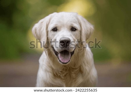 Portrait of a cute Labrador Retriever dog in the garden.