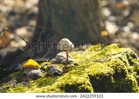 mushroom and moss on a stump on a sunny day