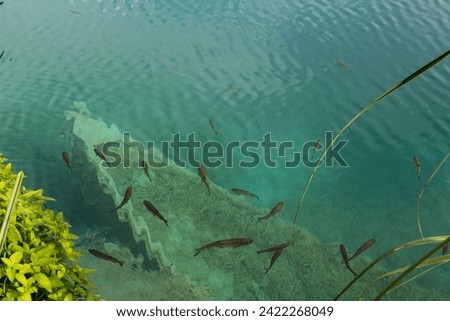 Boat Bottom Underwater. Abandoned Boat on Bottom of Lake. Clear Water.  School of Fish Swimming under Water. Plitvice Lakes National Park