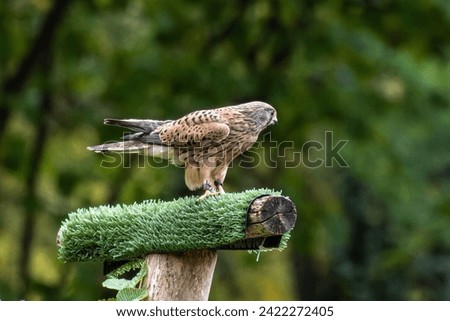 Common kestrel, Falco tinnunculus is a bird of prey species belonging to the kestrel group of the falcon family Falconidae.