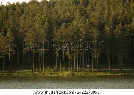 Beautiful forest and lake view