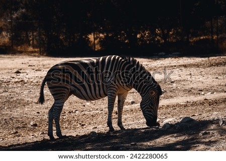 Different types of mammals in a large natural preserve dedicated to their conservation and strengthening the species.
Examples of animals such as: The deer, the zebra, the lioness and the wolf