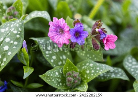 Blossom of bright Pulmonaria in spring. Lungwort. Flowers of different shades of violet in one inflorescence. Honey plant. The first spring flower. Pulmonaria officinalis from the Boraginaceae family. Royalty-Free Stock Photo #2422282159
