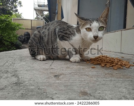 a beautiful  cat is enjoying its food alertly and carefully
