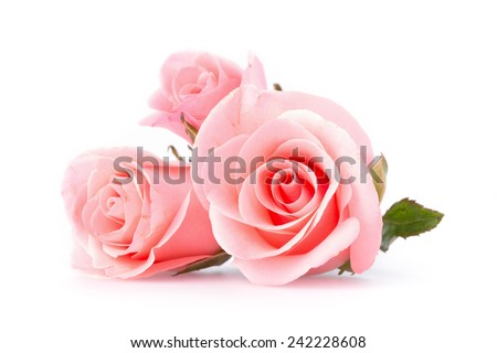 pink rose flower on white background Royalty-Free Stock Photo #242228608