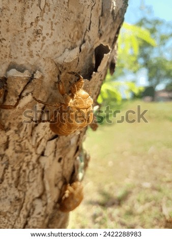 picture of cicada (summer bug) on the bark tree with blur background