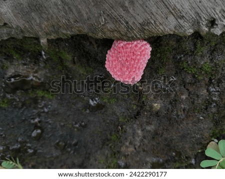 picture of snail eggs (Pila ampullacea). pink egg around moss